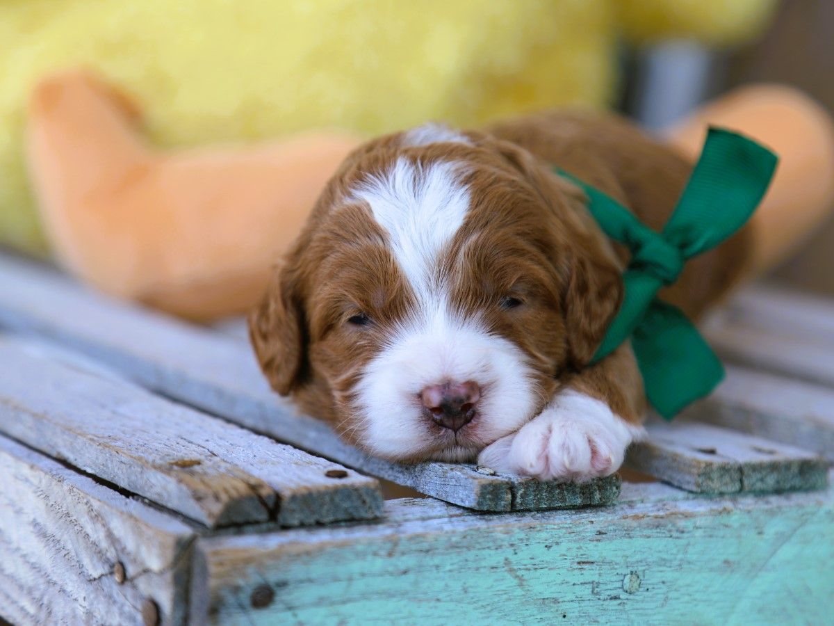 Toffee • click to meet