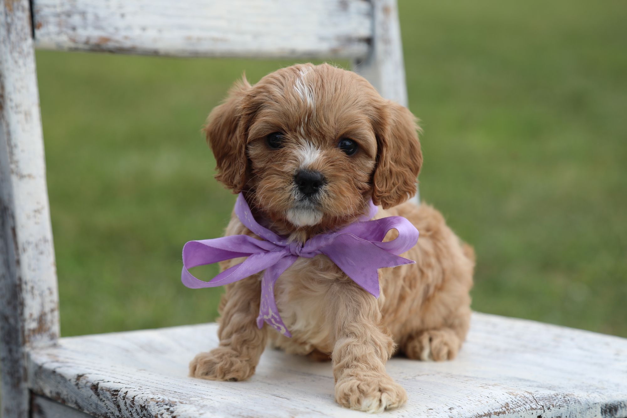 Lyla (1).JPG