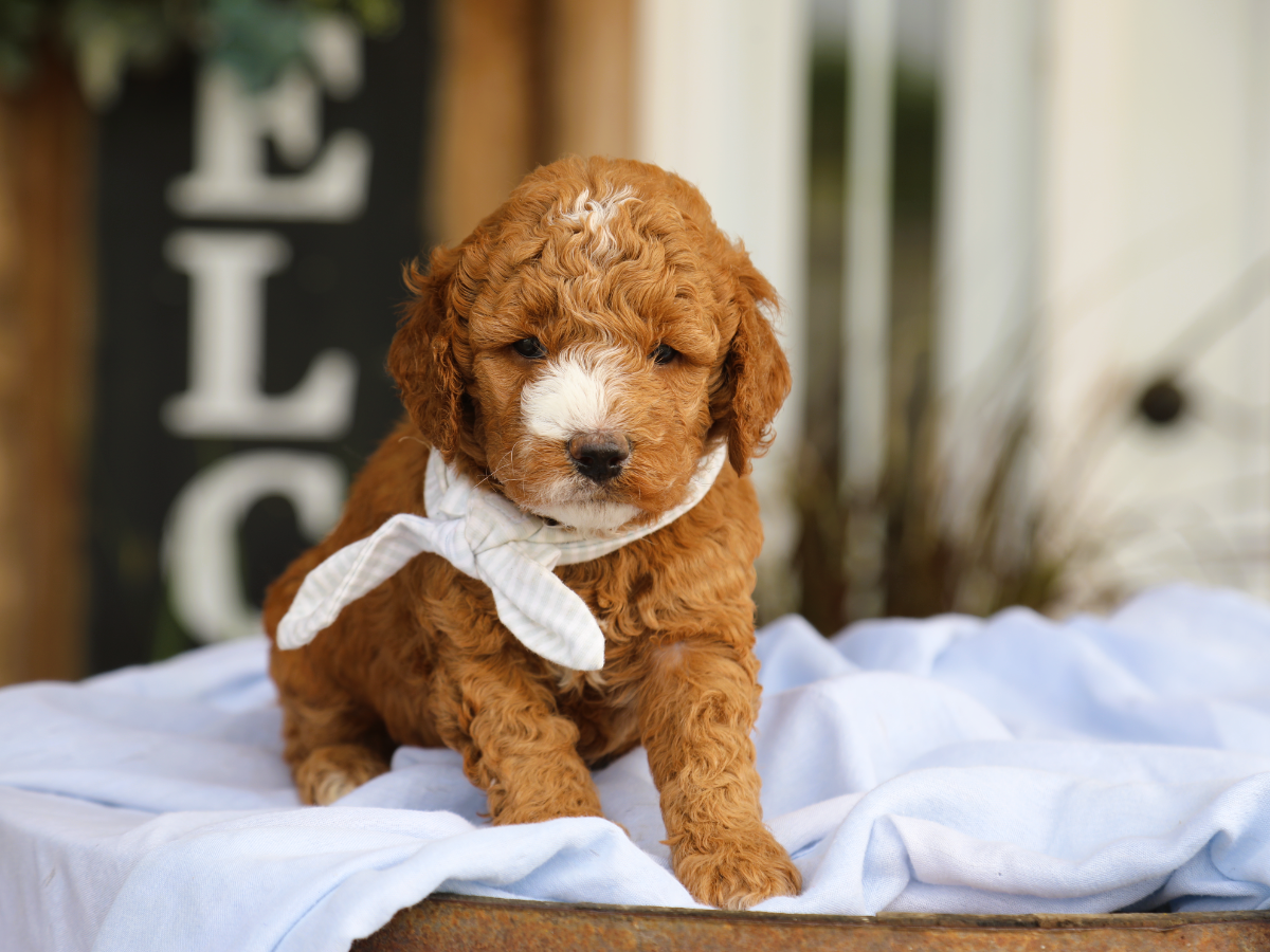  Archer • click to meet