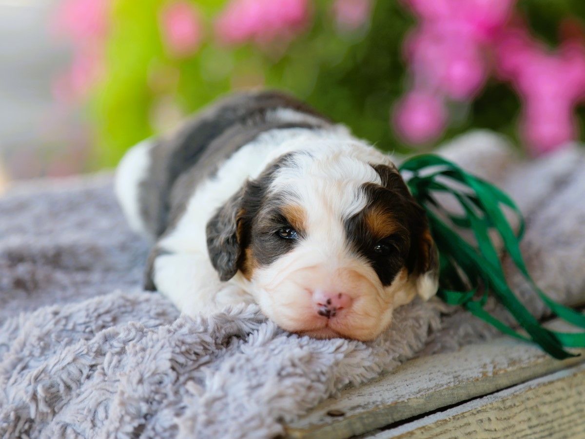 Simba • click to meet