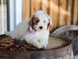 Wanda • click to meet