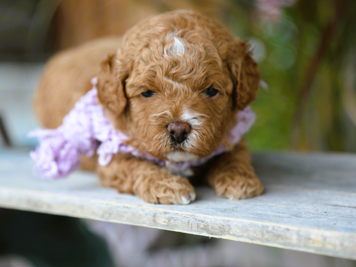 Tilly • click to meet