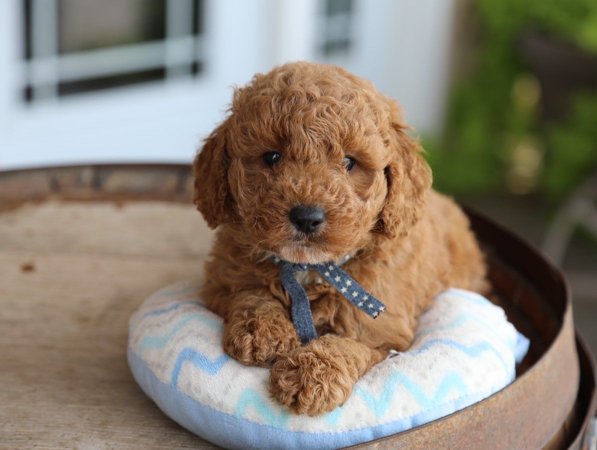 Tex • click to meet