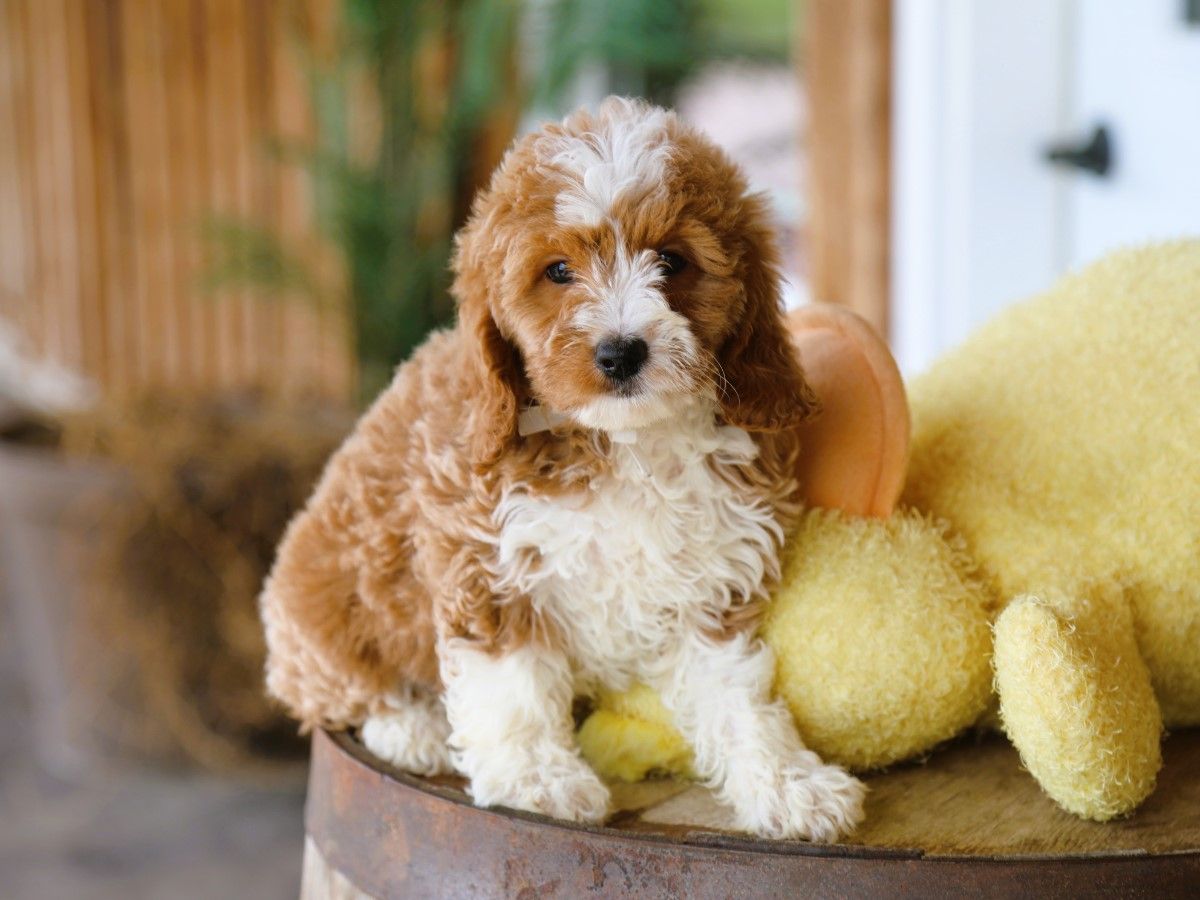 milo (4).JPG