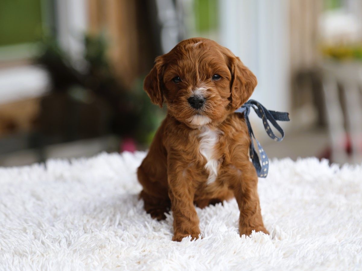 Oliver • click to meet
