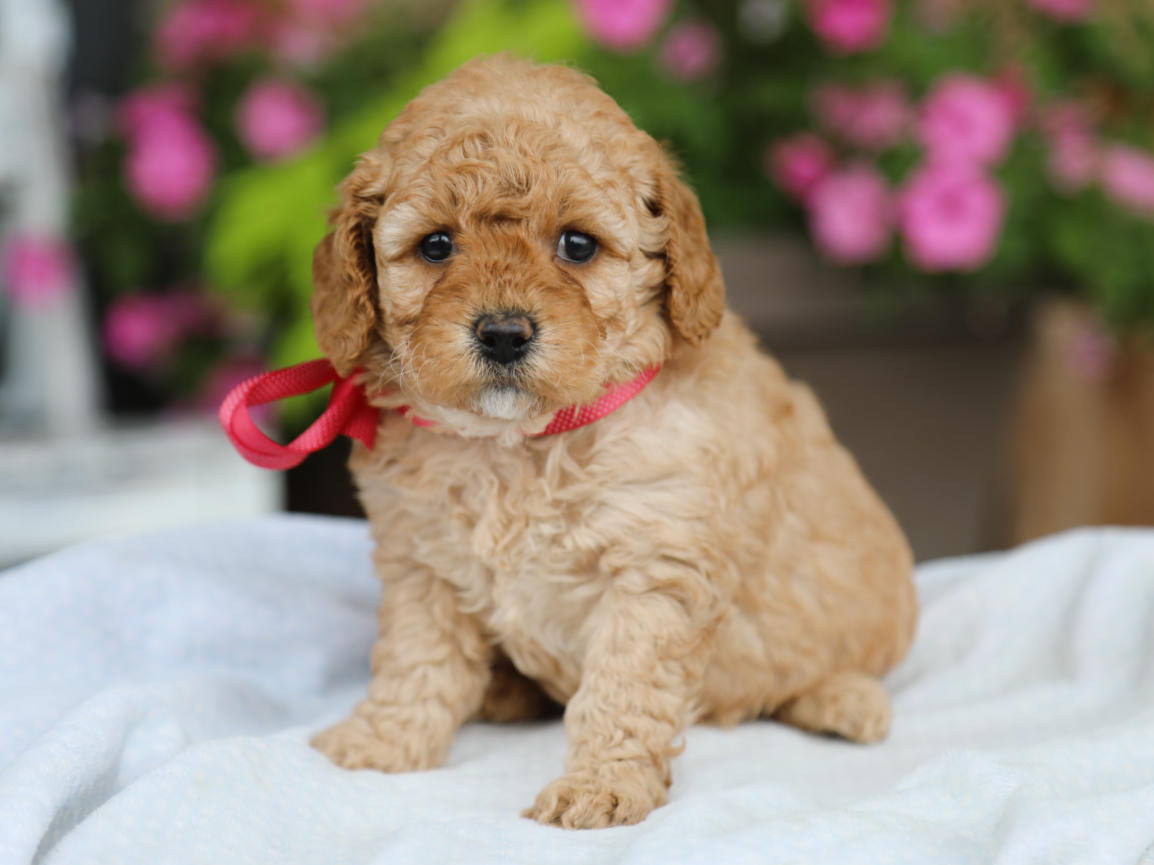 Flossie (3).png