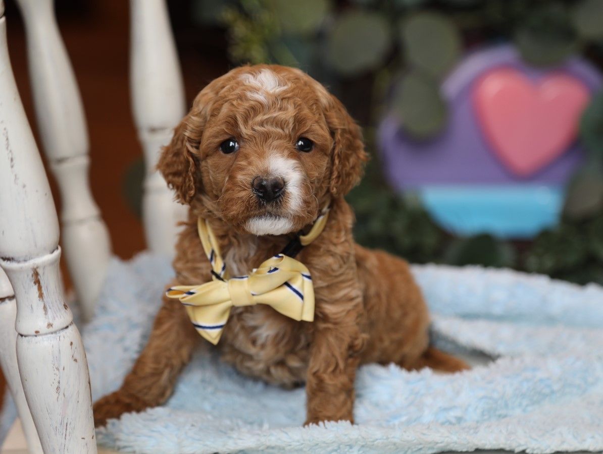 Diamond - click to meet