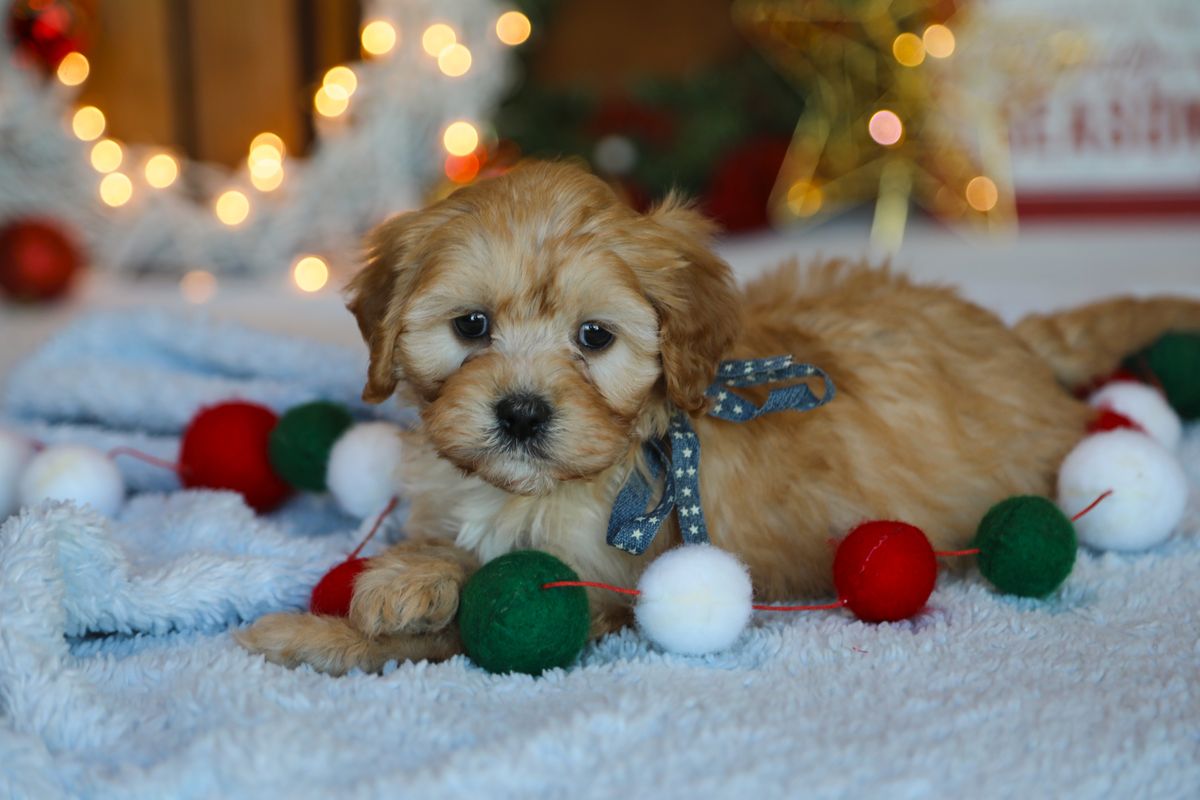 Winchester • click to meet