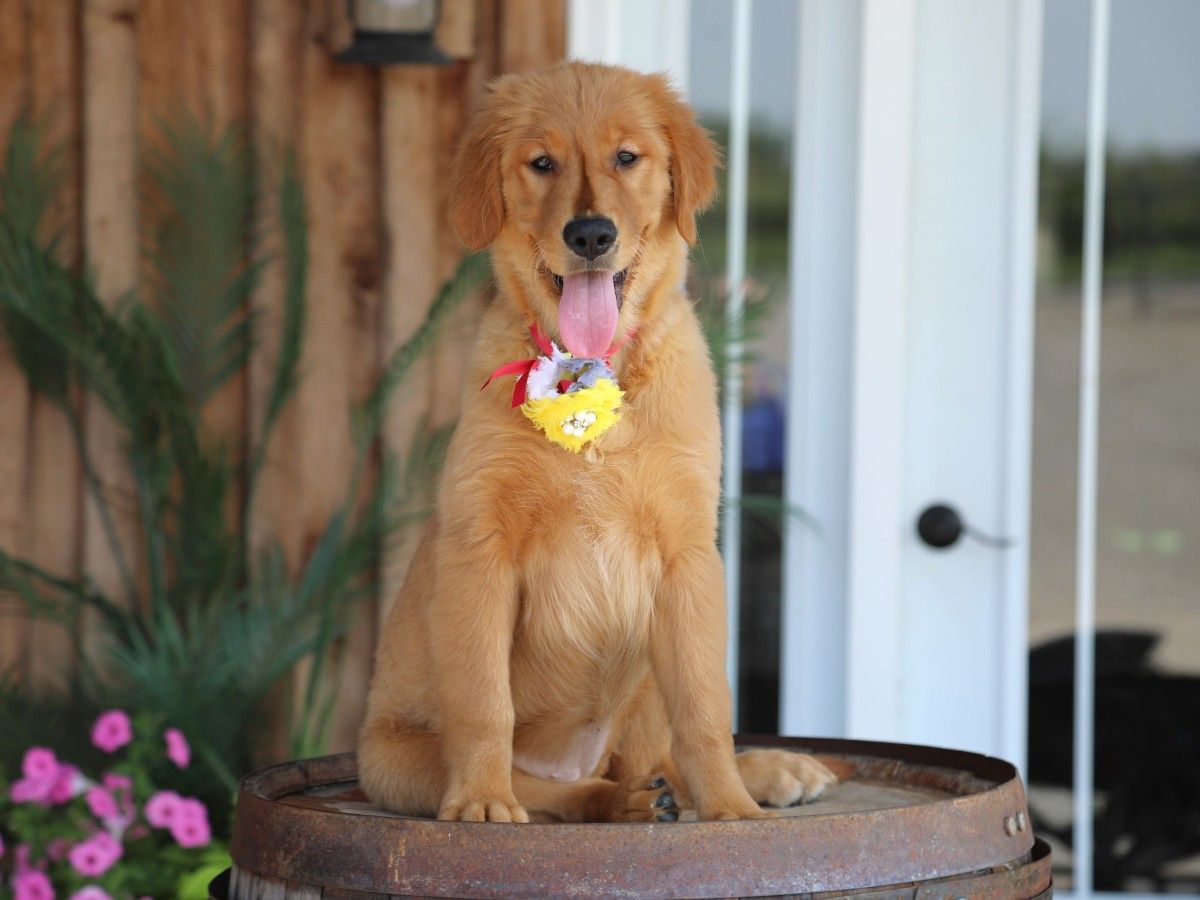 Maggie (2).JPG