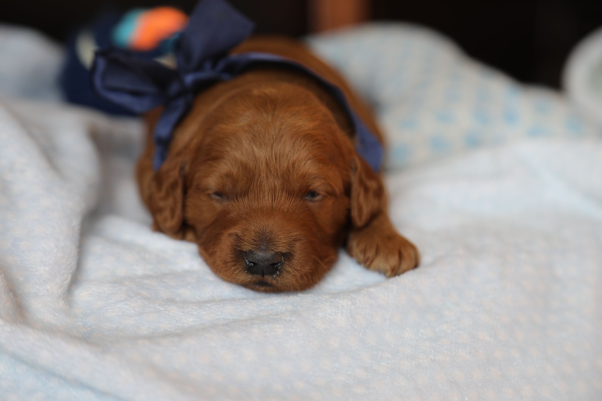 Fred (4).JPG