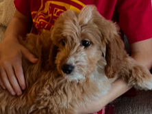 Pacific Grove CA CUDDLES • HOMED