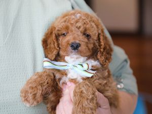 Ryan • click to meet