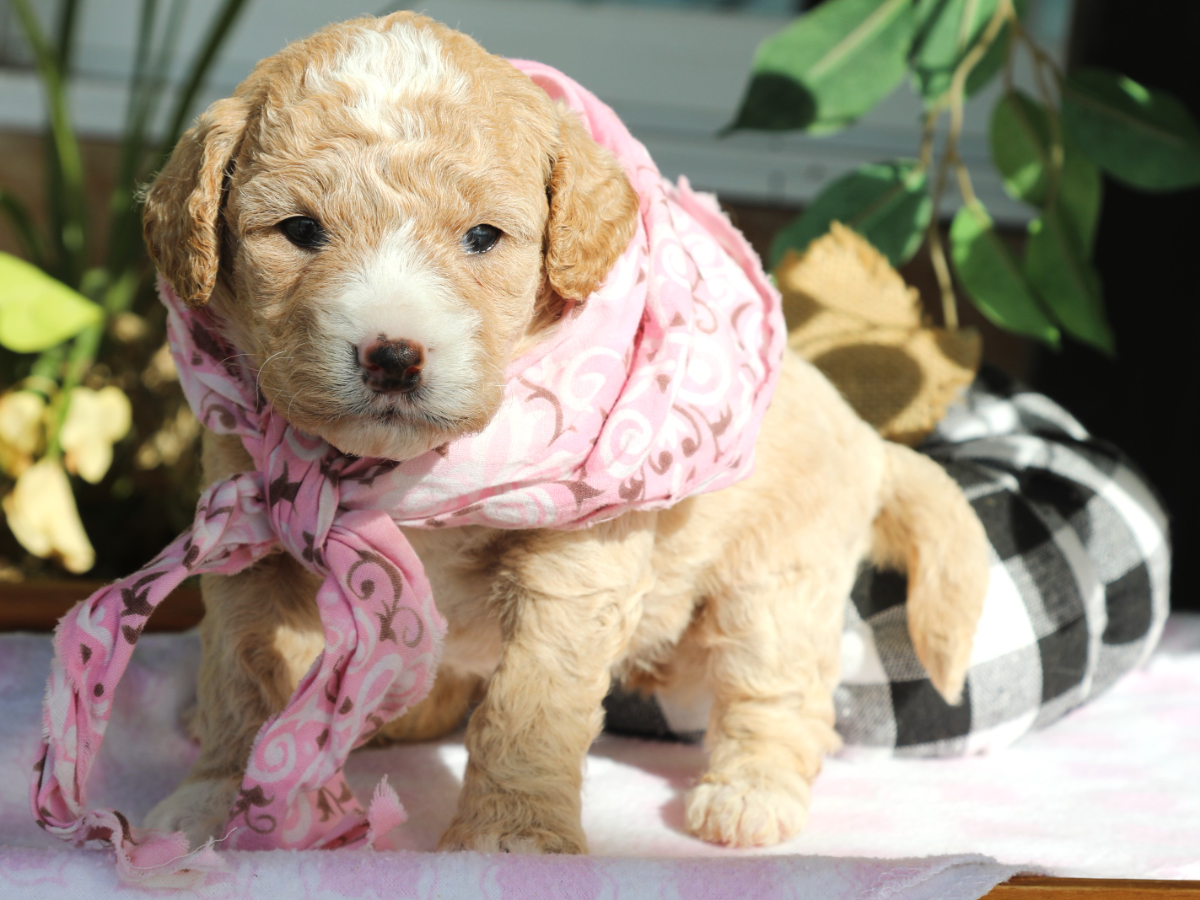 Georgette • click to meet
