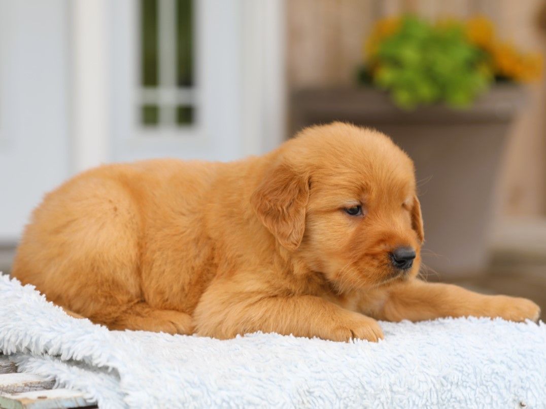 Franklin (4).JPG