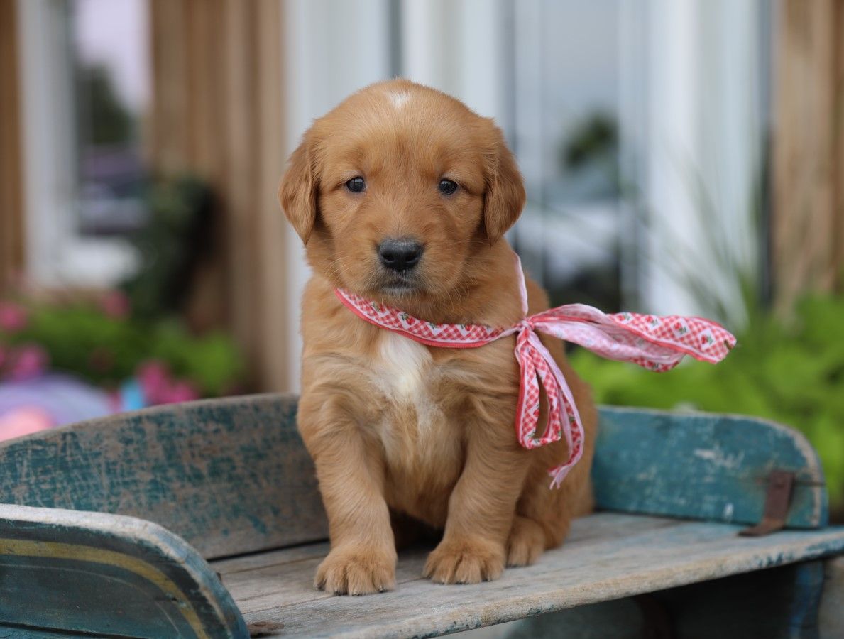 stella (3).JPG