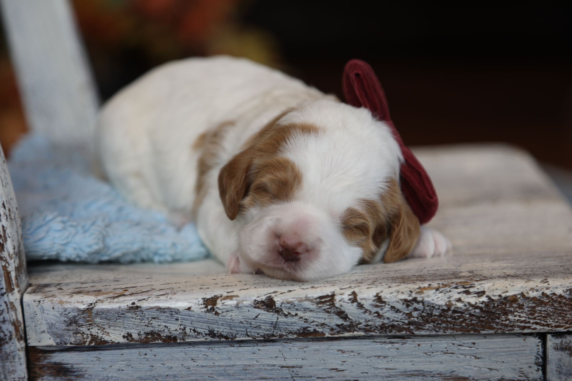 Twinkle • click to meet