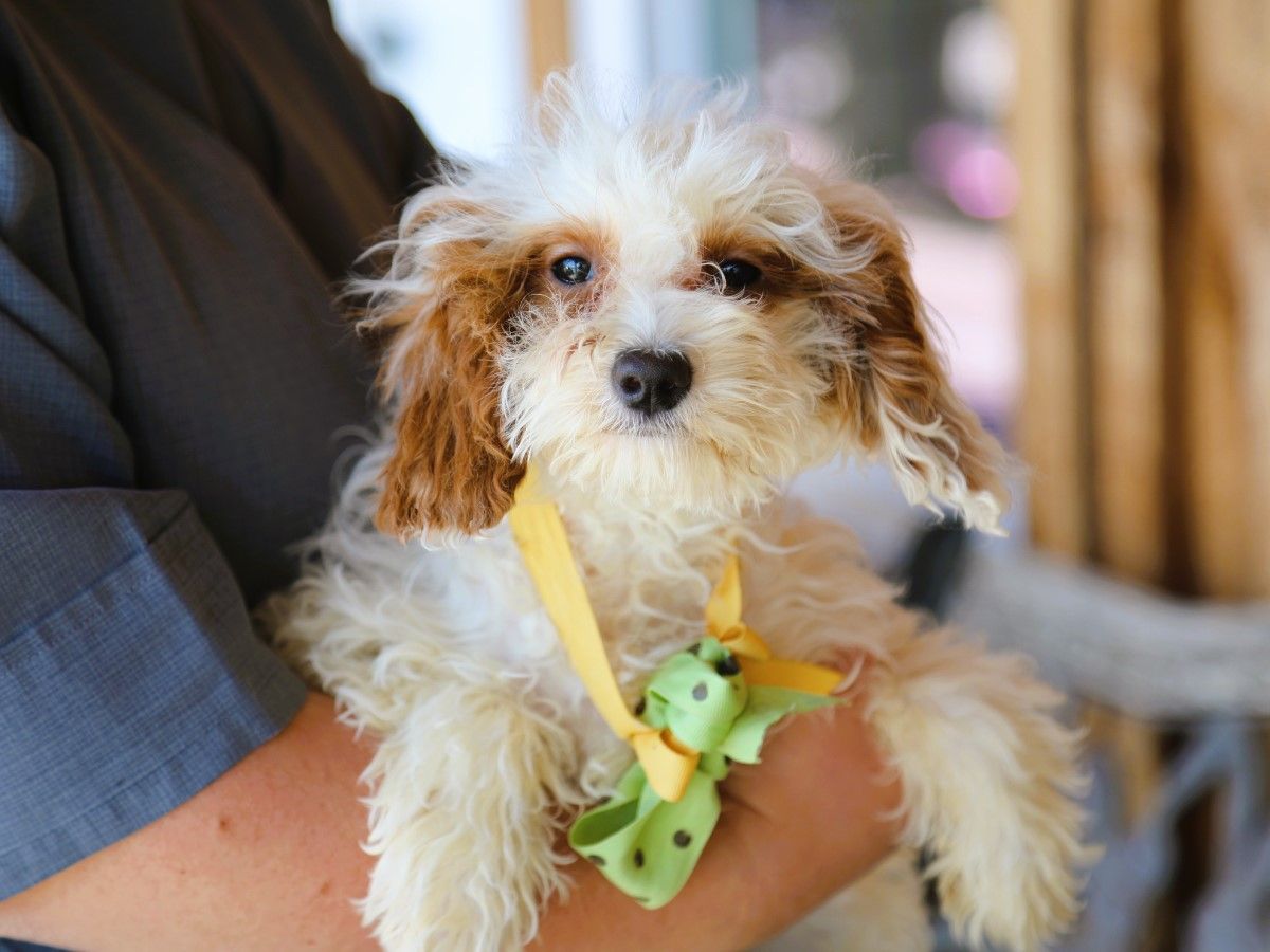  Biscuit • click to meet
