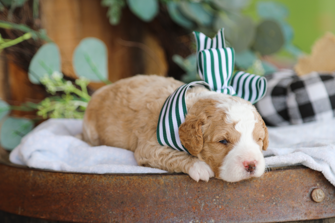 Praline  • click to meet