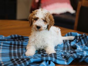 Owen • click to meet