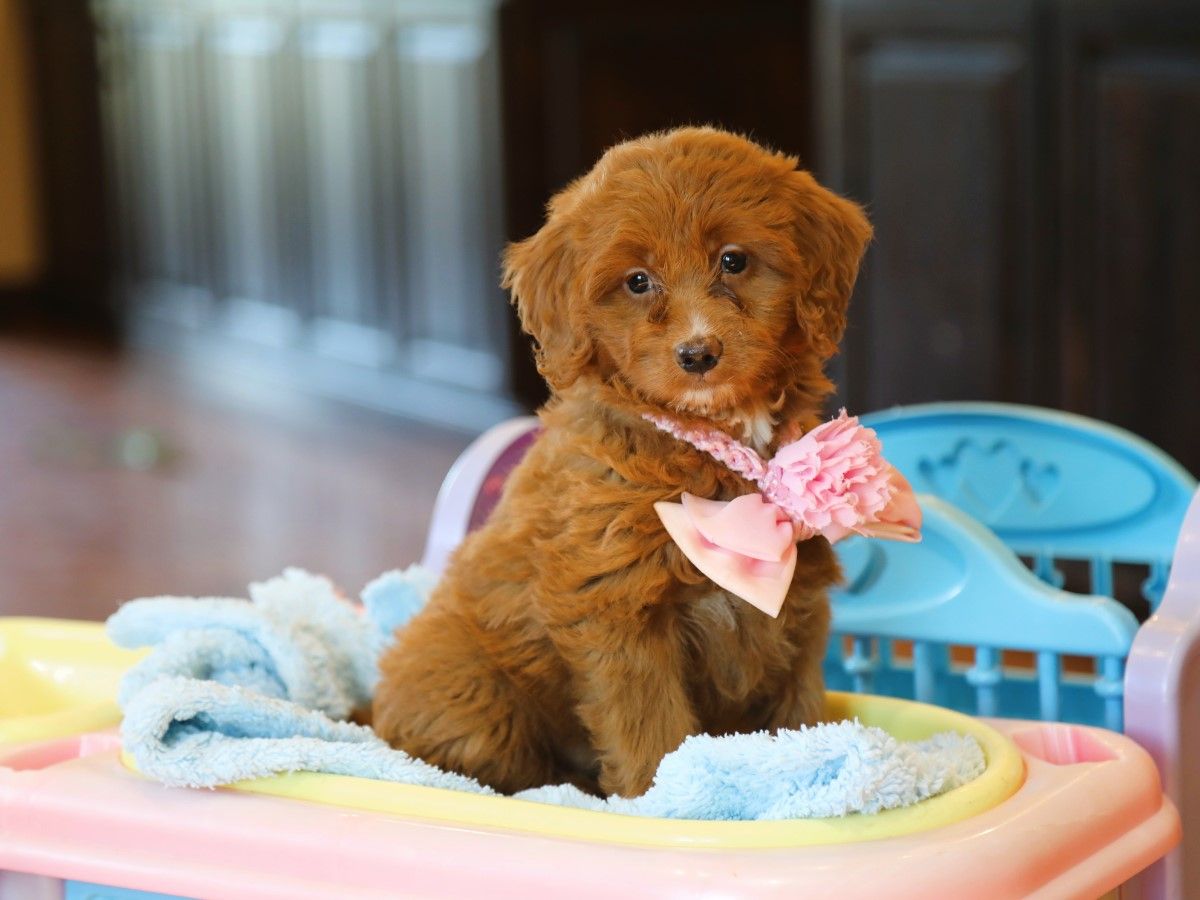  Suki • click to meet