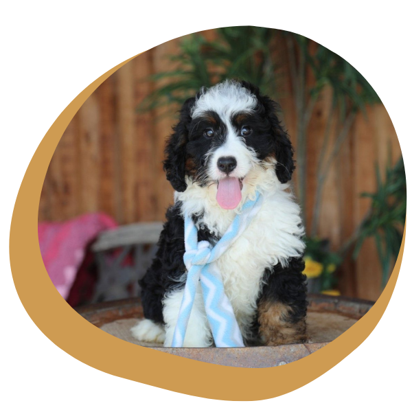 Mini Bernedoodle Puppies - Image 1.png