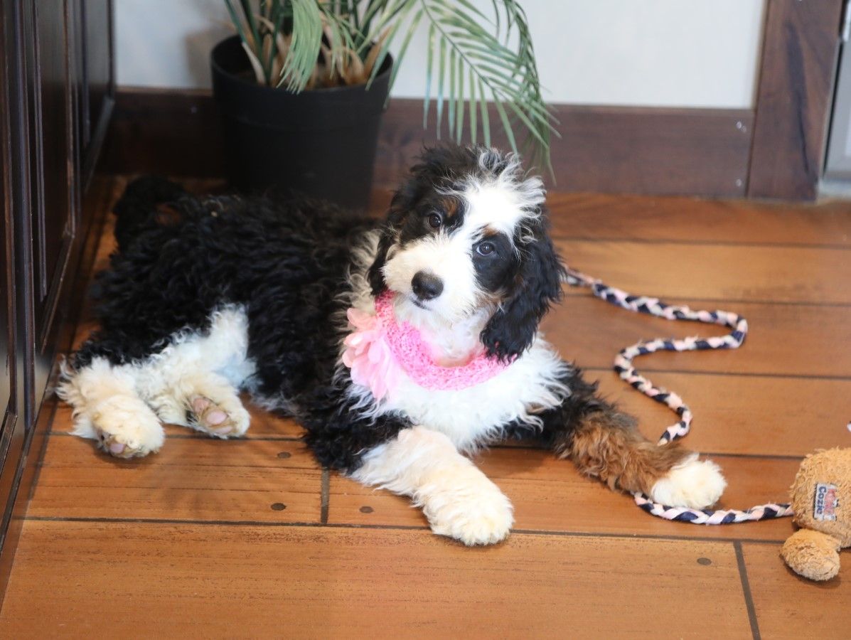  Lily - click to meet