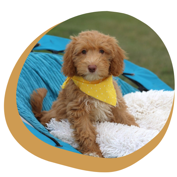 F1B Goldendoodles for Sale - Image 4.png