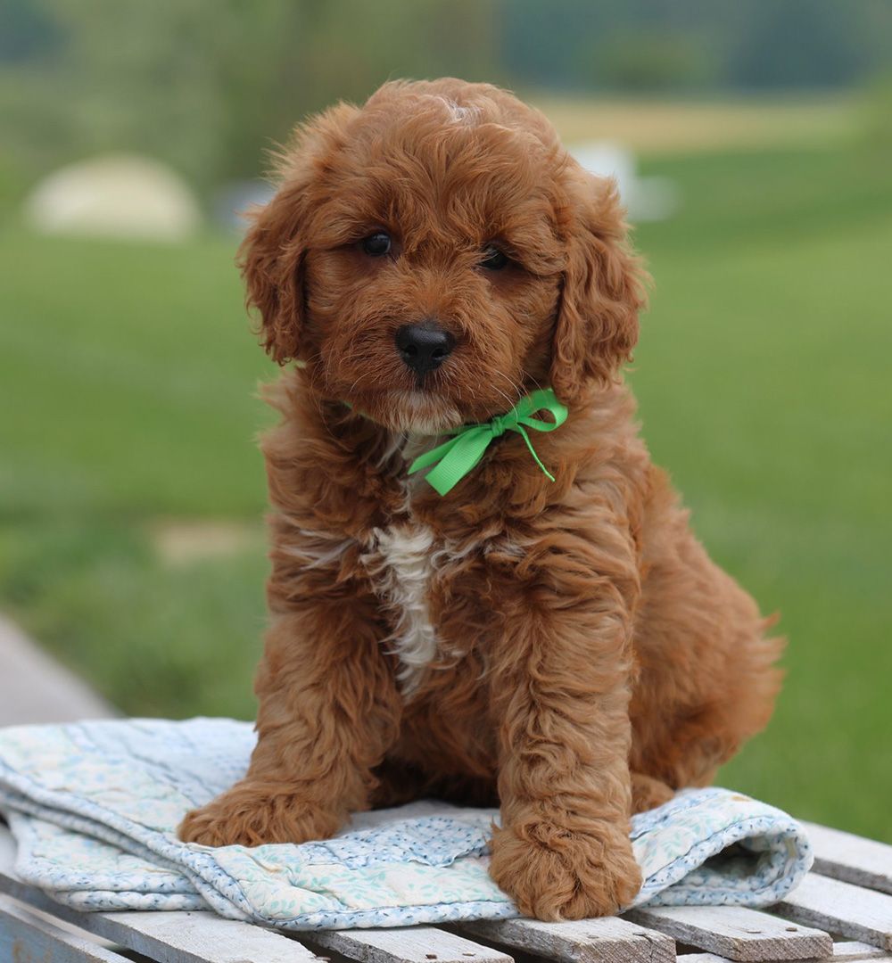 HAPPY-GO-LUCKY, INTELLIGENT AND HYPOALLERGENIC QUALITIES MAKE THIS BREED THE ULTIMATE FAMILY PUP. Goldendoodles