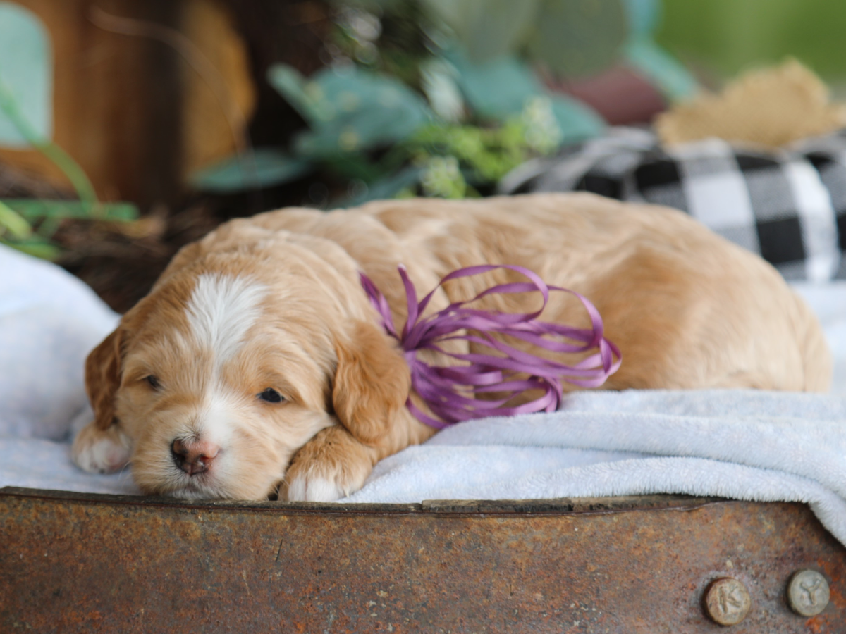 Nutmeg • click to meet