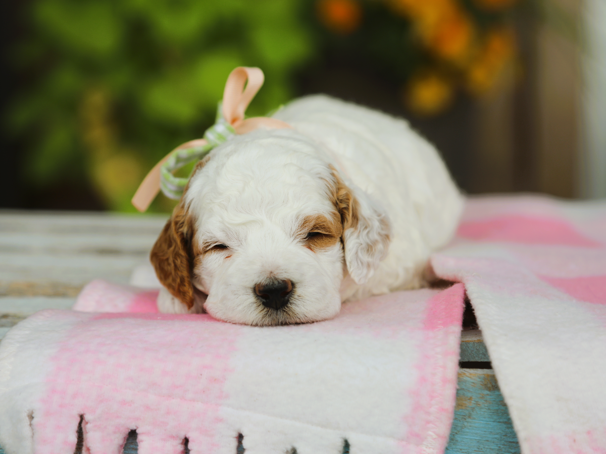 Oakley • click to meet