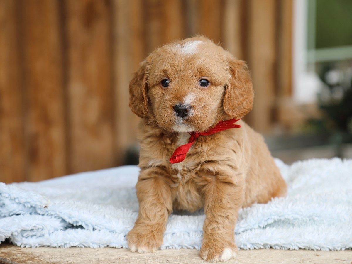Baxter (1).JPG