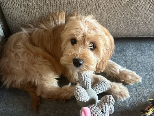 Bakersfield CA MELODY • HOMED