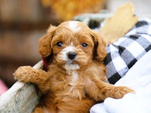  Diva • click to meet