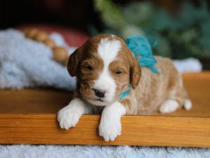 Milo • click to meet