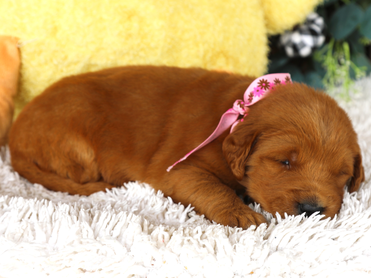 Ashlyn (3).png