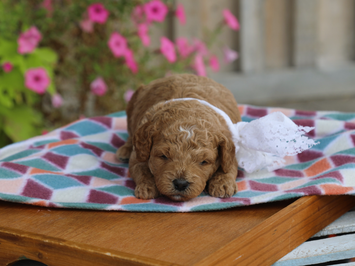 Harper • click to meet