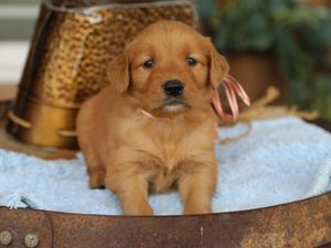 Nyla • Click to meet