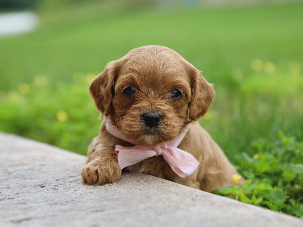 Zoe (4).JPG