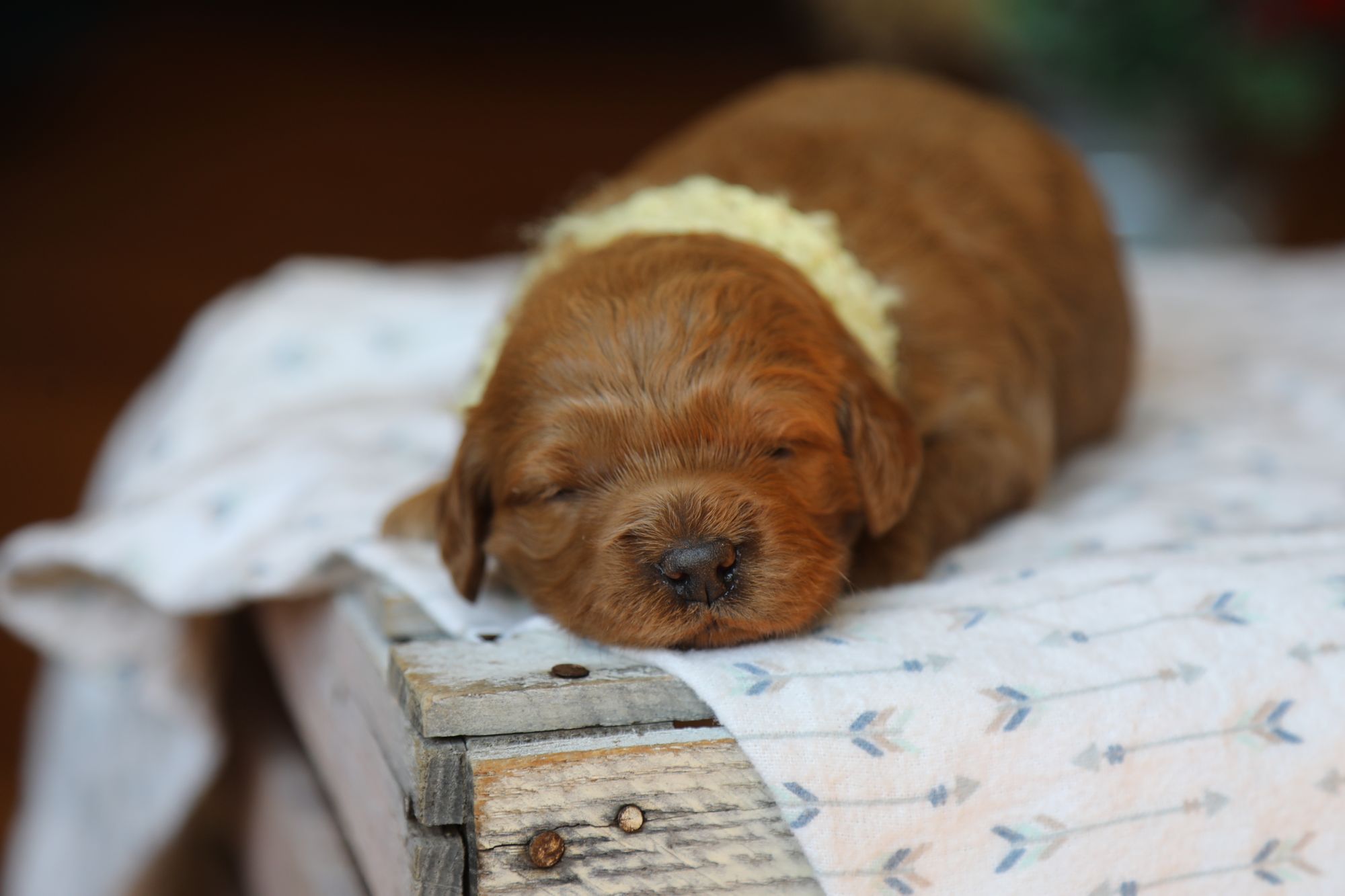 Finn • click to meet