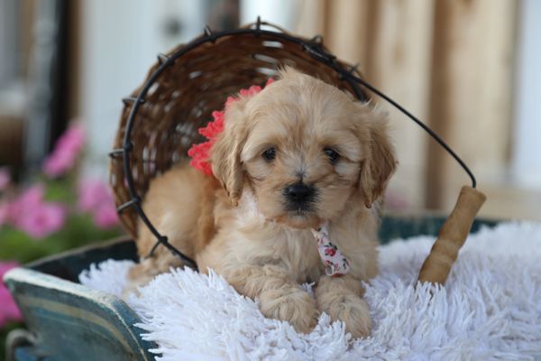 Pleasanton, California LYDDA • HOMED