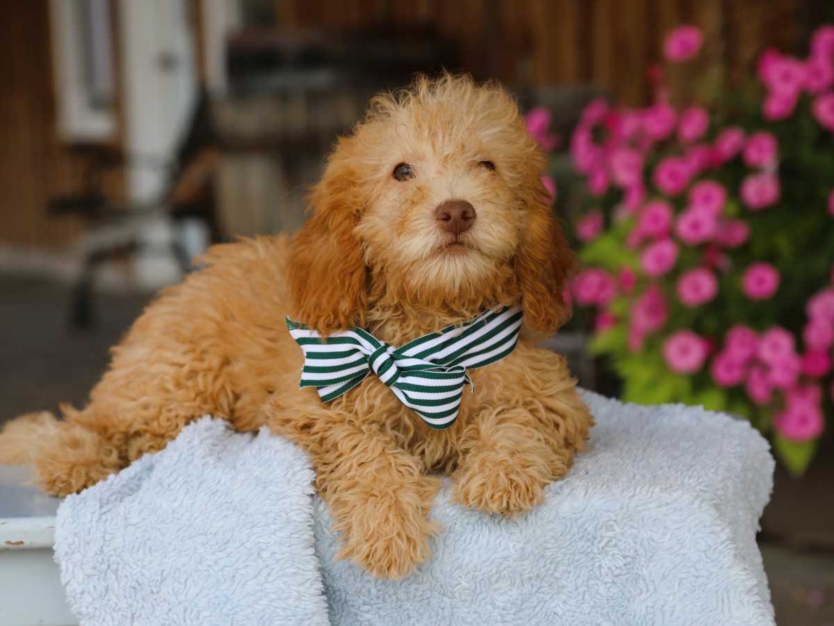 Tucker (2).png