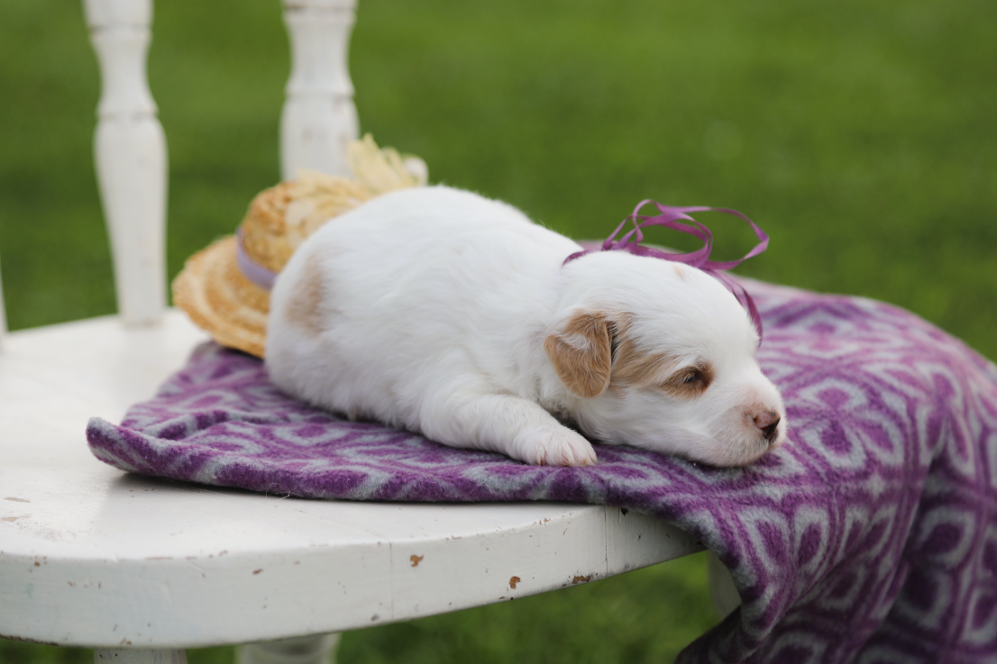 Twinkie (1).png