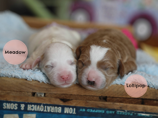 Makayla's babies