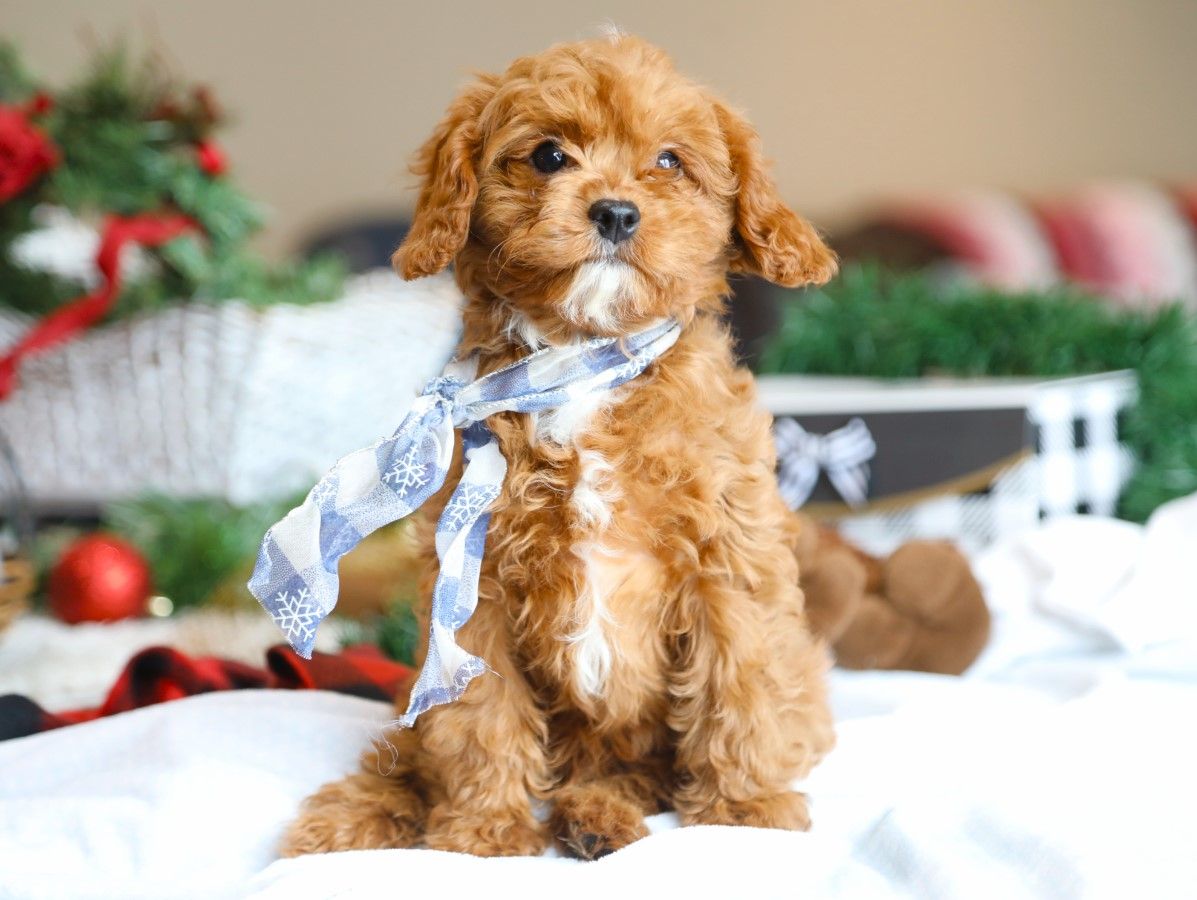  Winner • click to meet