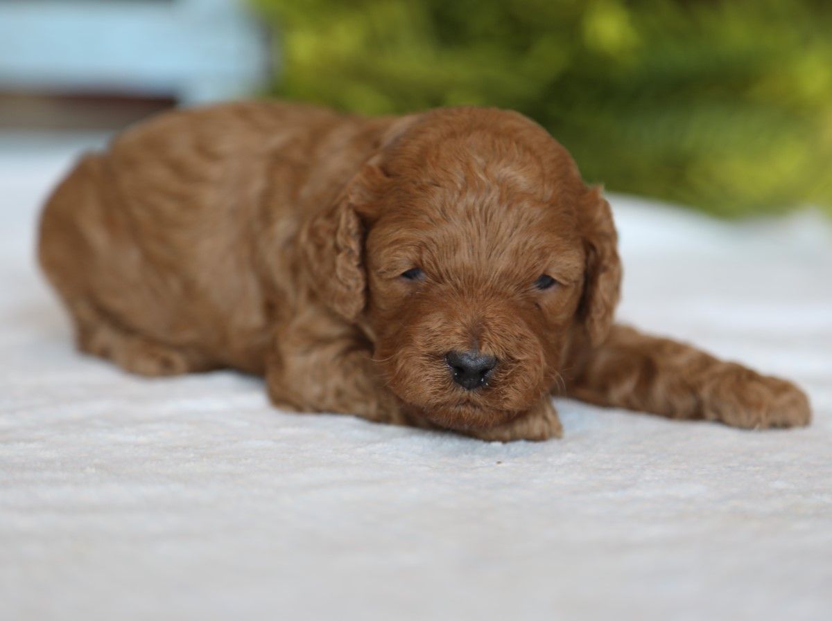 Theo (2).JPG