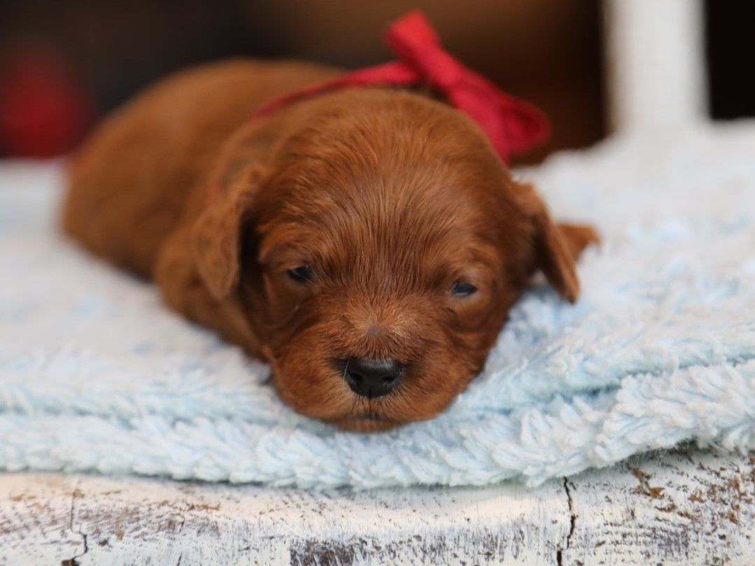 Indy • click to meet