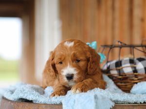 Brewster • click to meet