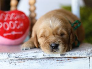 Oscar • Click to meet