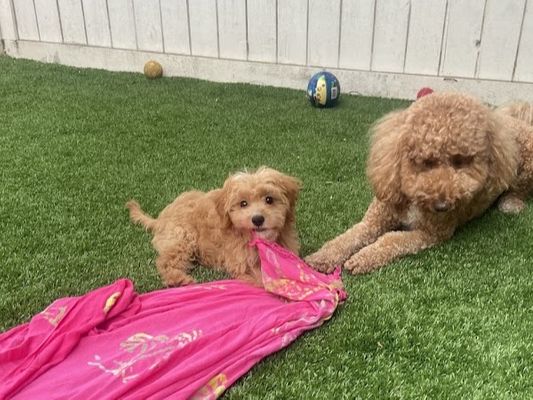 "By far the best puppies Wildwood Doodles make the process of adopting one of their sweet babies very simple from first inquiring to puppy pick up. Miriam was available for all my text and phone calls I now have 2 little golden doodles from them. I just adopted another little boy he is super also. I highly recommend Wildwood for your forever pup connection." THOMAS • HOMED