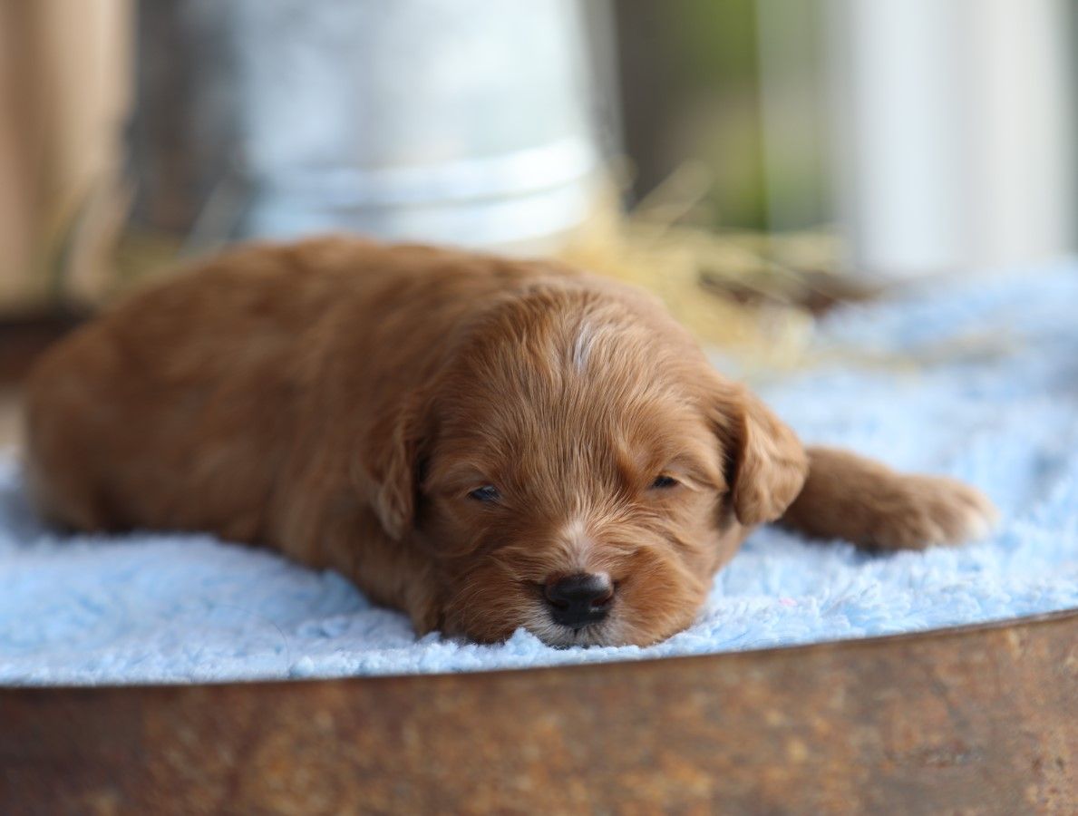 Rocco • click to meet